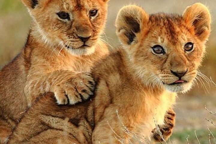 Chris Webby - Our Planet lions photo