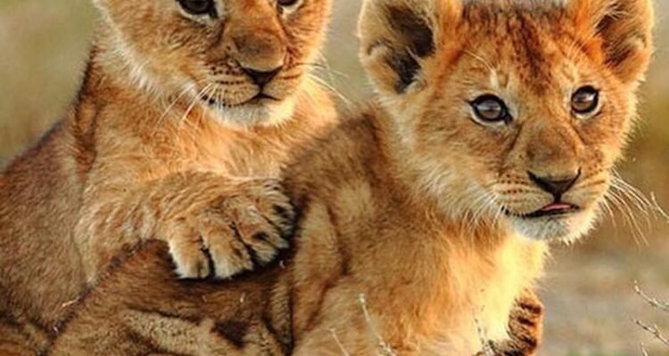 Chris Webby - Our Planet lions photo