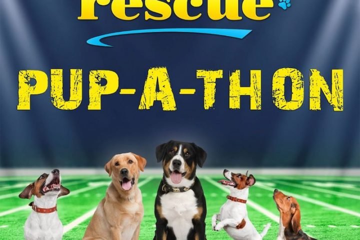 Great American Family - To the Rescue Pup-A-Thon 2023 banner